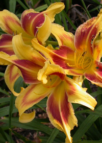 Hemerocallis 'Lady Neva'